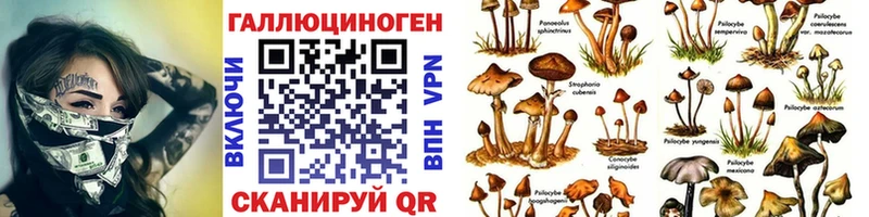 Псилоцибиновые грибы Psilocybe даркнет сайт Ессентуки